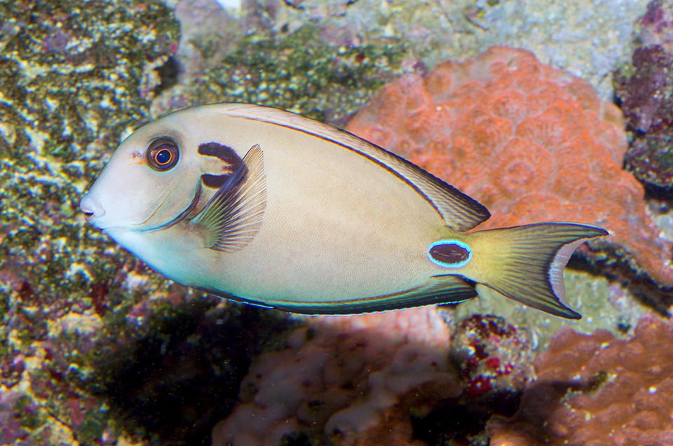 Finally in the subadults it draws a horseshoe, hence also the common name of Horseshoe surgeonfish, whilst the official one of Tennent surgeonfish honours the memory of James Emerson Tennent, Irish politician and naturalist, collaborator of Albert Günther for a natural history book concerning the wild species of Ceylon 