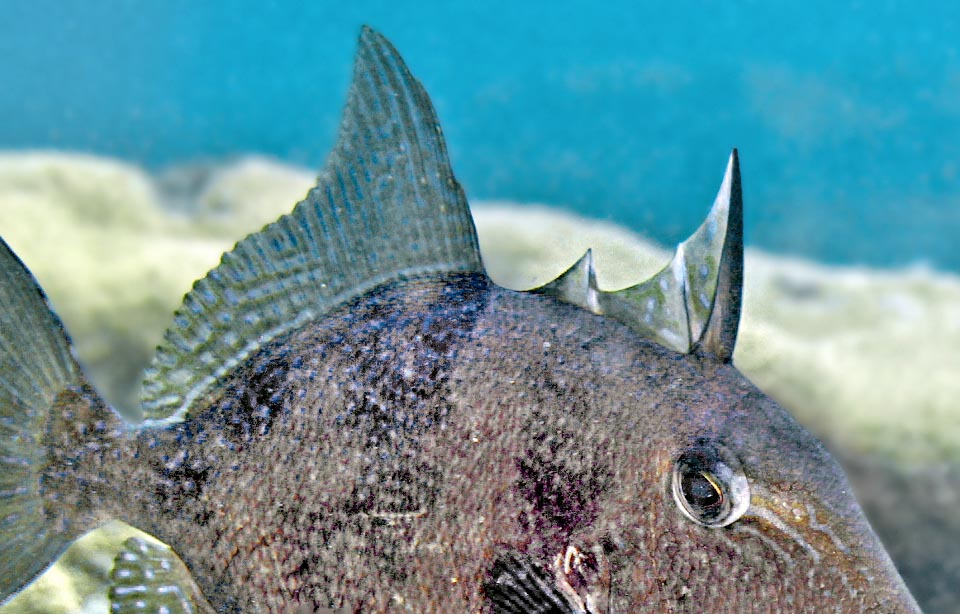 La prima pinna dorsale ha una spina lunga e affilata come un pugnale che si può bloccare in posizione eretta e resta tale anche se il pesce muore. Oltre a lacerare lo stomaco dei predatori, permette d’entrare a pinna bassa in grotte con piccole aperture dove alzandola può dormire tranquillo senza il rischio di essere trascinato fuori dalle correnti