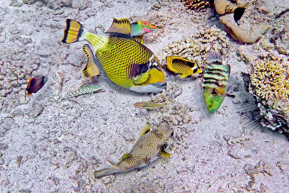 Balistoides viridescens vient d'en détruire un et il a à la bouche les débris d'un infortuné mollusque. Autour huit espèces différentes de poissons profitent des restes 