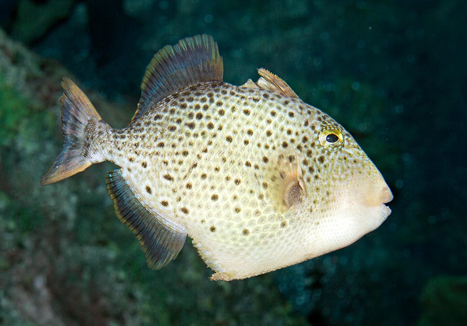 Pseudobalistes flavimarginatus juvenile con punteggiatura mimetica.