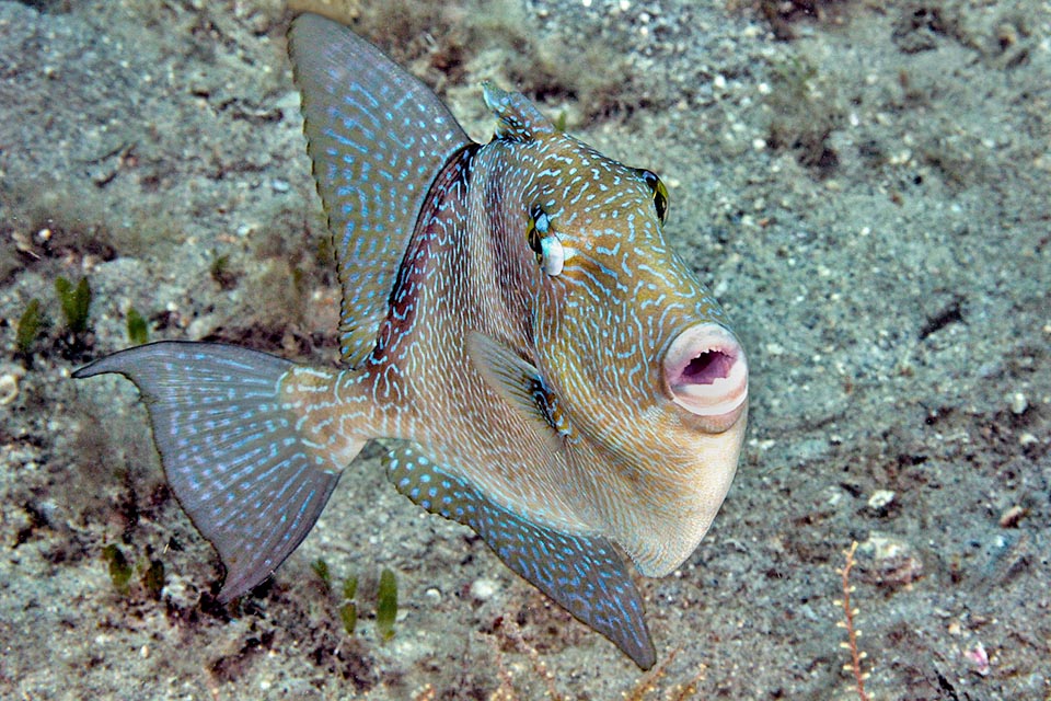 For reproduction the female digs a deep nest into the sand and keeps watch, at times together with the male. They ferociously attack whoever approaches them. In France it has also happened to unwary bathers. The fecundated eggs hatch after 50-55 hours. The larvae are 1,7 mm long and carry on a long planktonic life 