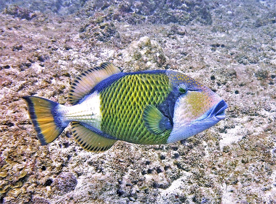 Balistoides viridescens is actually a peaceful fish, aggressive only during the breeding time when it surveys the nest dug in the sand. Casually fished, it is at times consumed by the fishermen, even if its meat is at ciguatera risk, an intoxication linked to the possible presence of poisonous organisms in their diet 