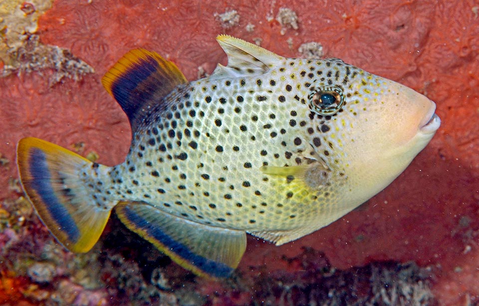 Poi la punteggiatura s’infittisce e il bordo delle pinne che ha dato il nome al pesce inizia a colorarsi di giallo.