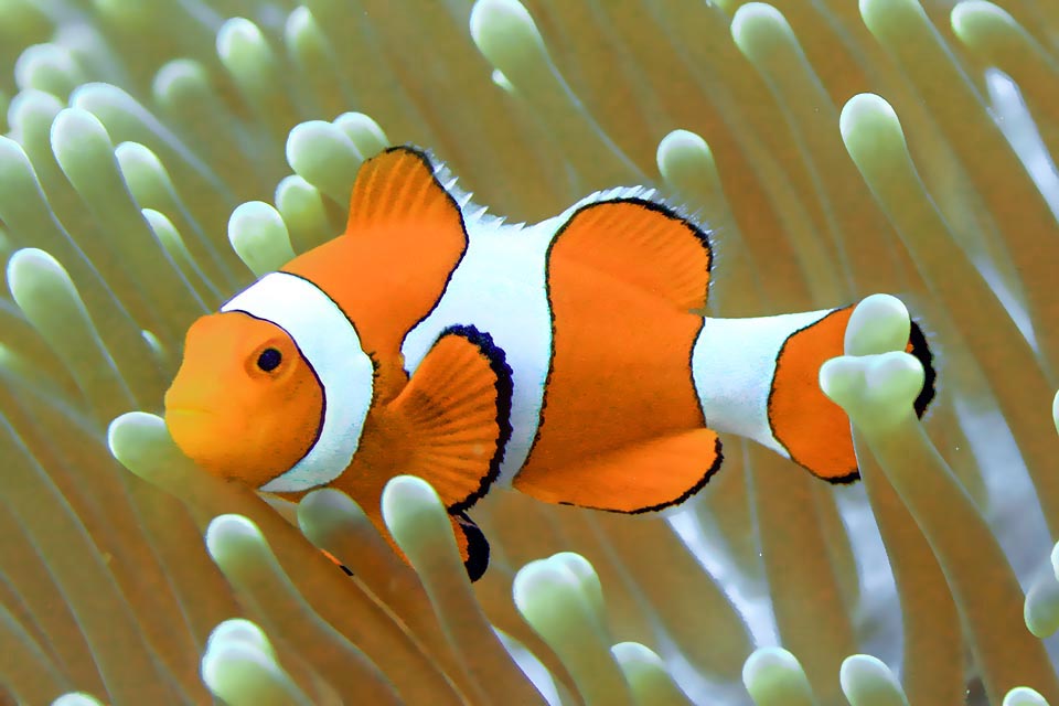 Here the black bands are so thin that it might be mistaken with an Amphiprion ocellaris. They live in communities, more or less numerous depending on the size of the host, formed by only one female, the queen, reaching a maximum of 11 cm and smaller males. When she dies the biggest one changes sex and takes over her place