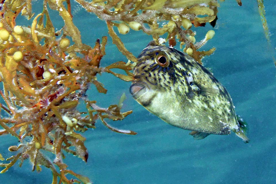 The juveniles have a less uniform livery. Like this one, they often grow camouflaged among the floating sargasso formations rich in small preys
