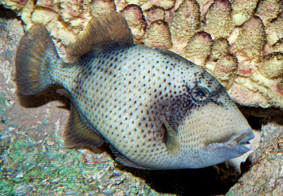 The juveniles' livery is clear with a black mimetic dotting. The resilience is low, with a minimum doubling time of the populations of 4,5-14 years, and the fishing vulnerability index marks 50 on a scale of 100, but the Titan triggerfish appears in the IUCN Red List as "Least Concerned", that is under minimum preoccupation.
