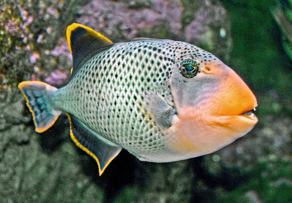 Pseudobalistes flavimarginatus se alimenta de equinodermos, crustáceos, conchas y corales, que tritura con sus sólidas mandíbulas, pero también de tunicados y algas.