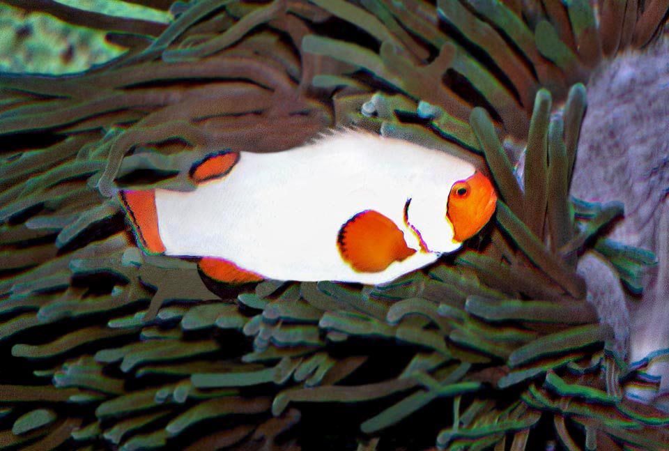 Ibrido di Amphiprion ocellaris x Amphiprion percula. Entrambe le specie si riproducono in cattività e vengono allevate per il mercato acquariologico