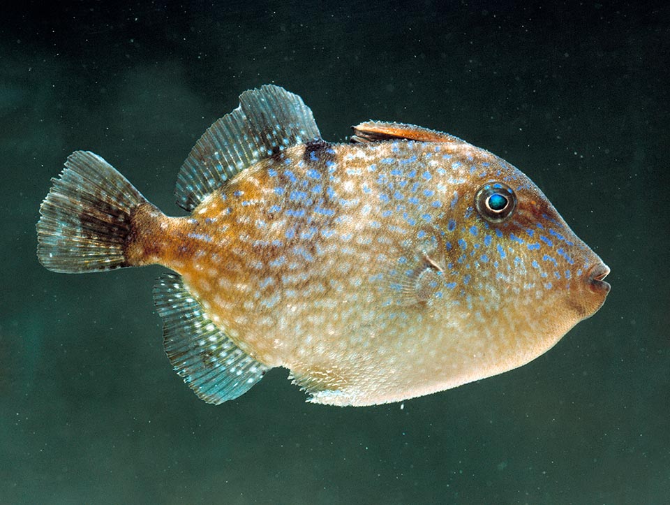 Ici on voit en bleu les trois légères bandes verticales foncées et irrégulières parfois visibles dans les adultes. En aquarium Balistes capriscus peut vivre plus de 12 ans 