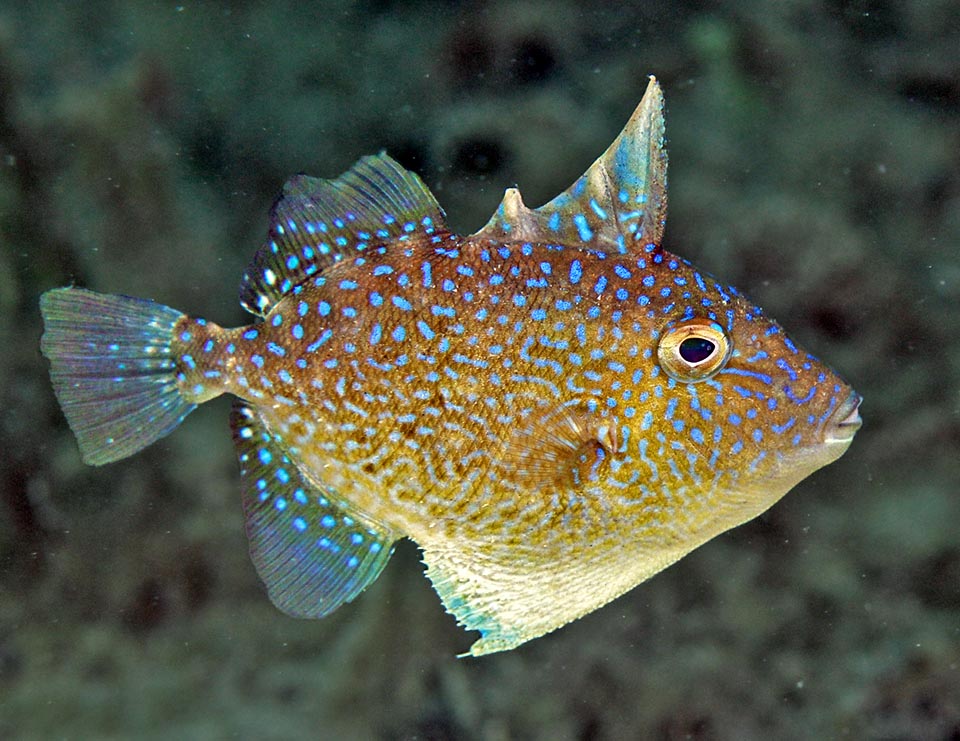 They are much more colourful than adults. This one has already learnt to display its defensive dagger and to spread out downwards the pointed belly to look bigger 