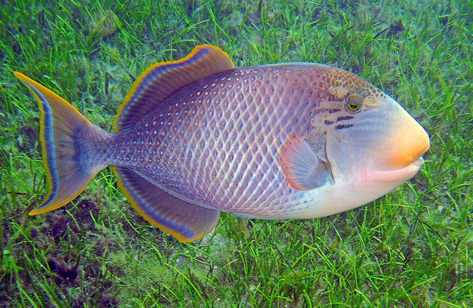 Pseudobalistes flavimarginatus, Balistidae Pseudobalistes flavimarginatus, Balistidae