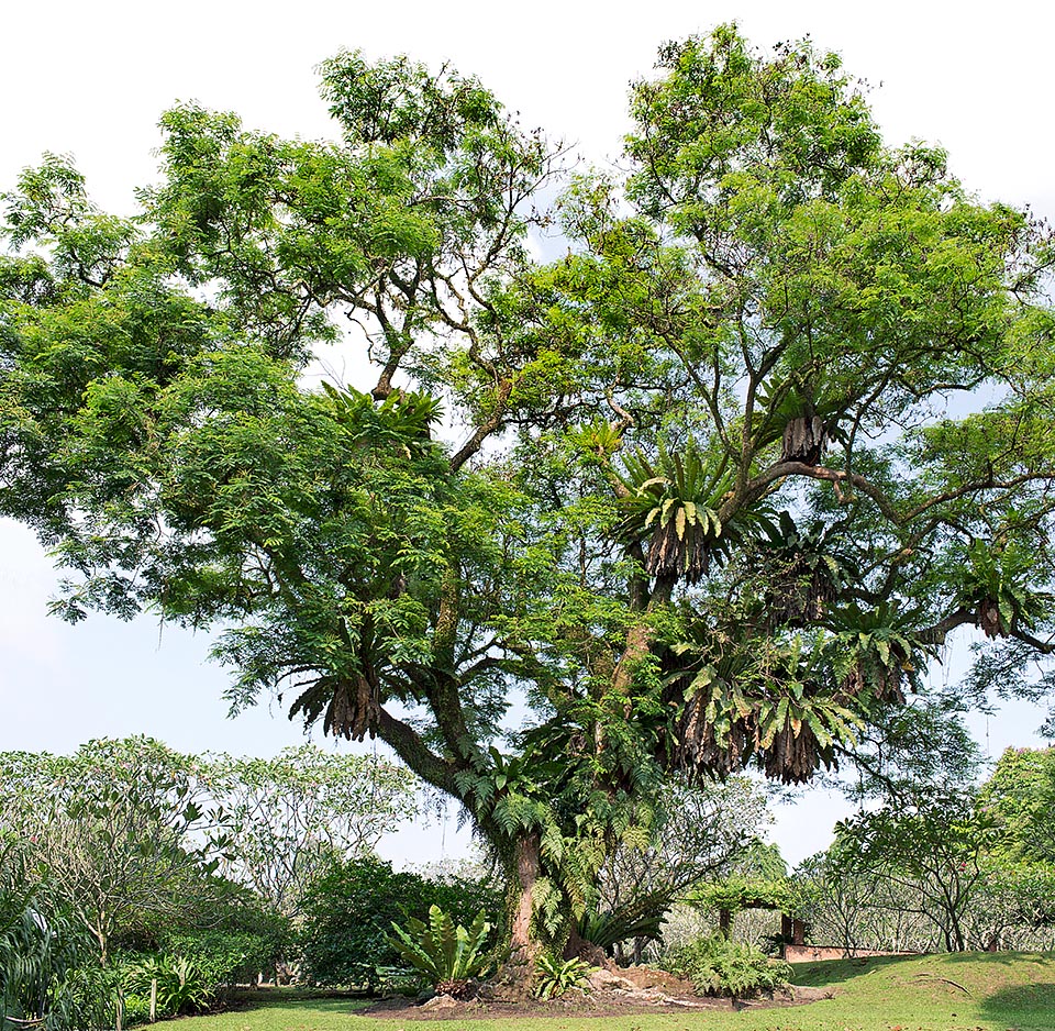 Nativa del Sudeste Asiático y Australia, donde alcanza los 15 m de altura, la Adenanthera pavonina es cultivada en los jardines tropicales por su muy amplia copa © Giuseppe Mazza