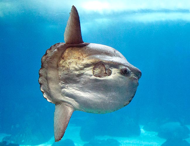 Mola mola is the biggest extant bony fish with more than 3 m of height and 2 t of weight.