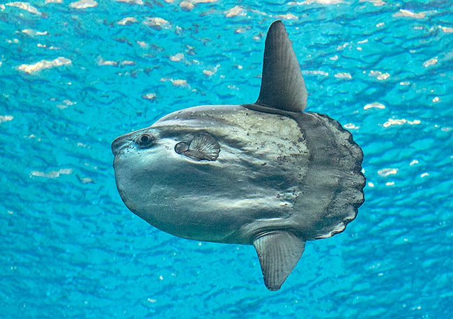 Mola mola est souvent en surface pour se chauffer au soleil, permettant à certains oiseaux de lui ôter les parasites de sa peau © Giuseppe Mazza