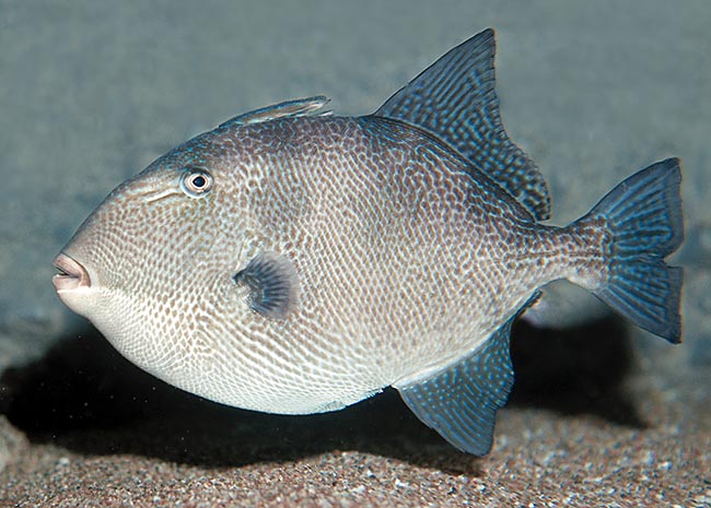 Balistes capriscus, Balistidae, Grey triggerfish