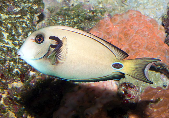 Acanthurus tennentii, Acanthuridae, Cirujano de Herradura, Cirujano de Doble Banda, Cirujano Teniente Acanthurus tennentii, Acanthuridae, Cirujano de Herradura, Cirujano de Doble Banda, Cirujano Teniente