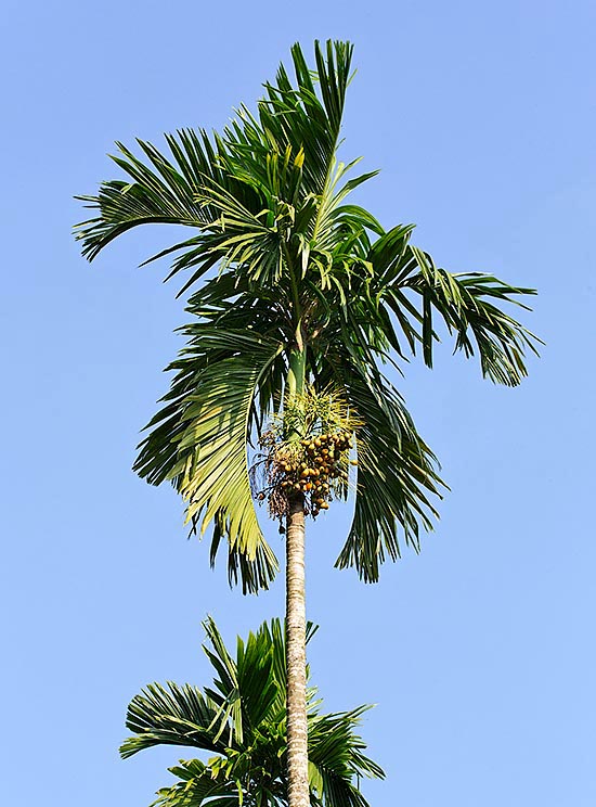 Las semillas de la Areca catechu a menudo son masticadas envueltas en hojas de betel © Mazza