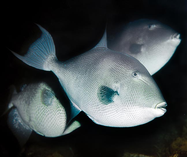Balistes capriscus, Balistidae, Pez Ballesta Balistes capriscus, Balistidae, Pez Ballesta