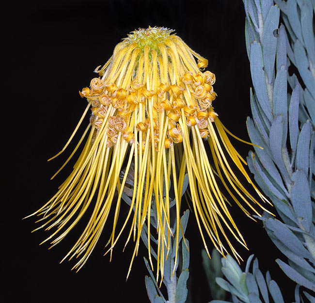 Conocida por la variedad amarilla el Leucospermum reflexum tiene inflorescencias naranja carmesí © G. Mazza