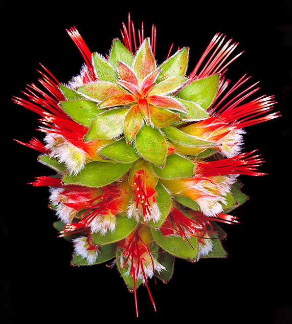 El Mimetes hirtus es una planta rara de difícil cultivación © Giuseppe Mazza