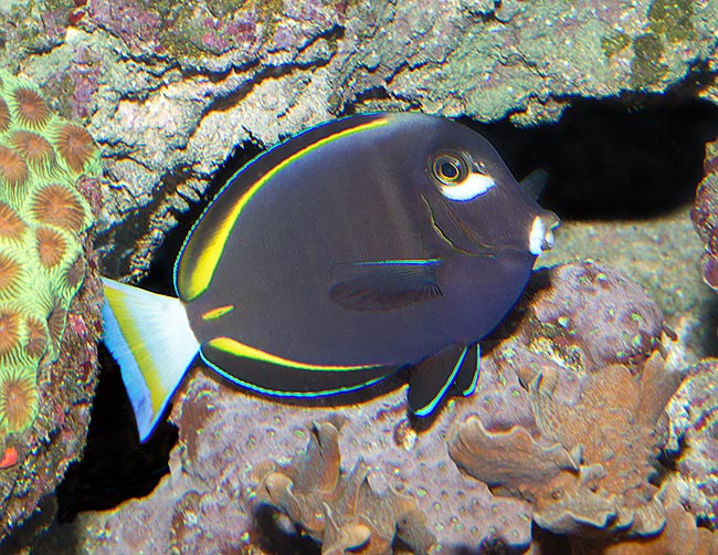 Acanthurus nigricans, Poisson chirurgien à joues blanches, Acanthuridae 