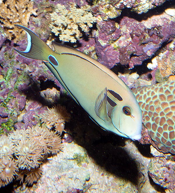 Acanthurus tennentii, Acanthuridae, Doubleband surgeonfish, Lieutenant surgeonfish 
