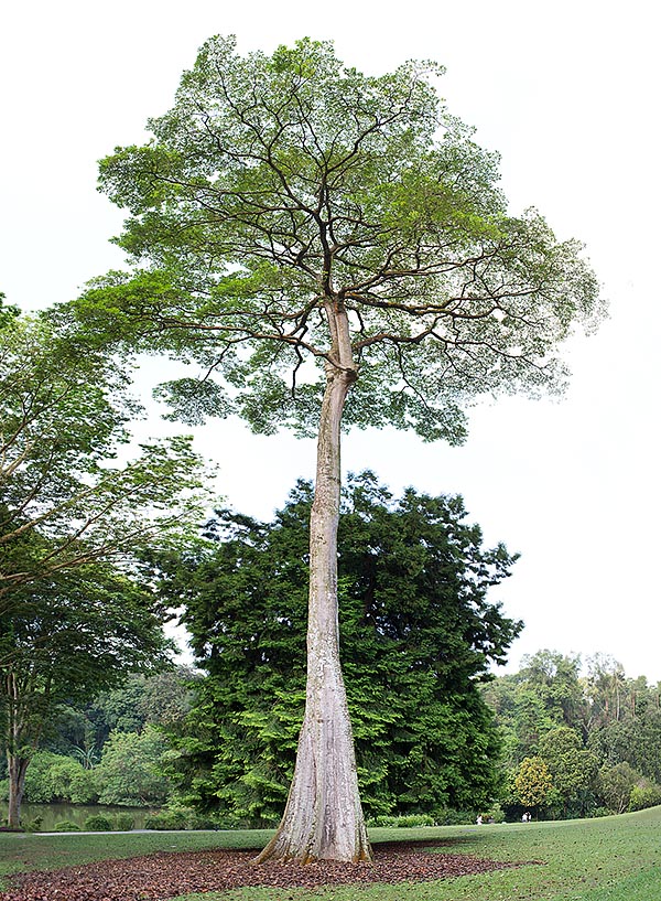 Alstonia pneumatophora can be 60 m tall with 2 m of diameter © Giuseppe Mazza