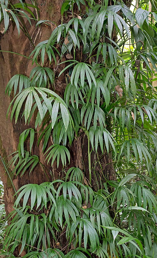Amydrium zippelianum est une élégante Aracée grimpante aux tiges longues de 4 m © G. Mazza