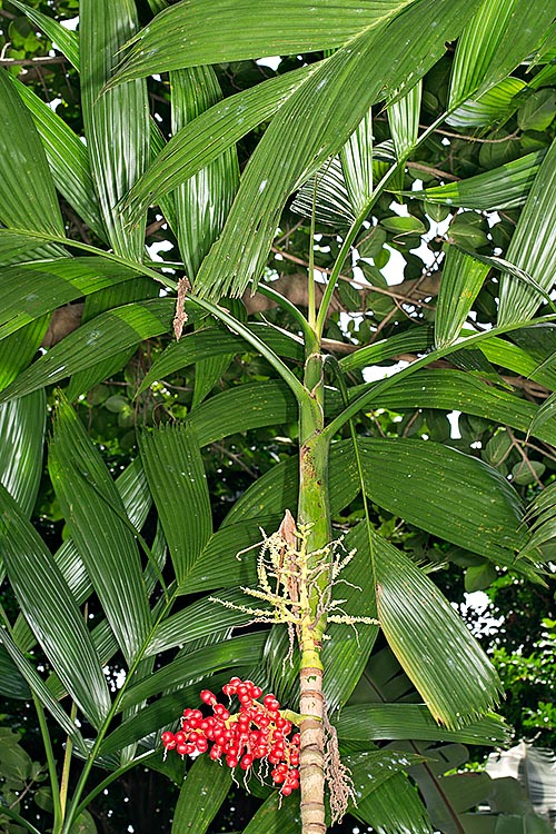 Areca novohibernica grows in Bismarck and Solomon islands pluvial forests © G. Mazza