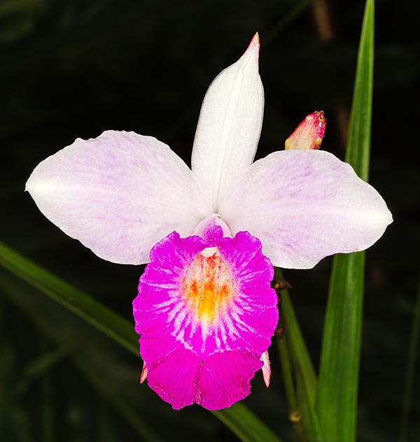 La Arundina graminifolia es una orquidea terrestre tropical con tallos largos de hasta 2 m © G. Mazza