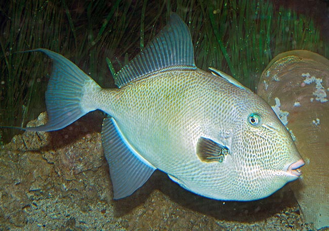 Balistes capriscus, Balistidae, Varraco Balistes capriscus, Balistidae, Pez Ballesta