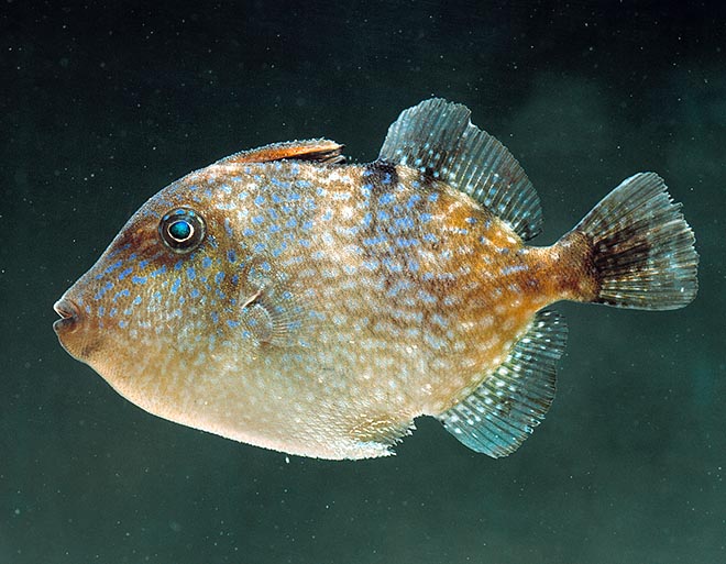 Balistes capriscus, Balistidae, Pejepuerco jóven Balistes capriscus, Balistidae, Pez Ballesta