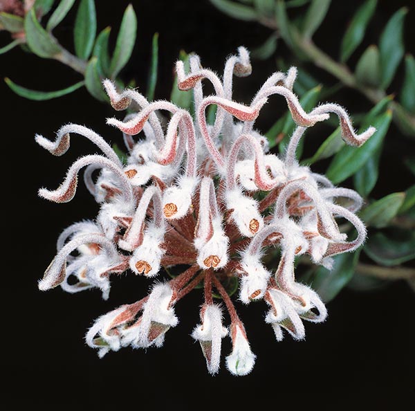 Grevillea buxifolia est un arbuste de 1-2 m aux inflorescences sous-globuleuses de 5 cm © Giuseppe Mazza