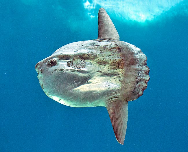 Mola mola females may spawn even 300 million of eggs, but it stands in very serious extinction risk.