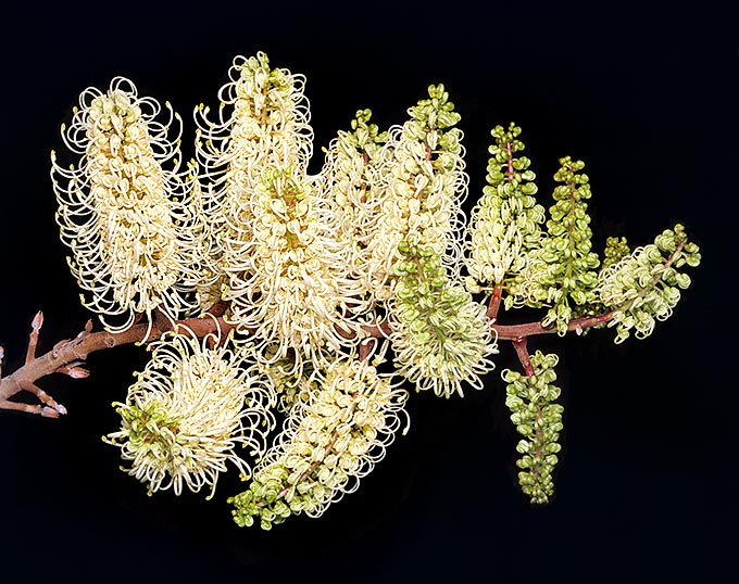 Les floraisons de la Grevillea leucopteris sont spectaculaires mais, pour certains, malodorantes © Giuseppe Mazza