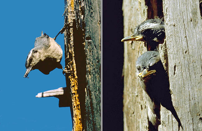 Maschio con l’imbeccata all’ingresso del nido e piccoli in attesa a destra. In alto un giovane maschio © Brichetti
