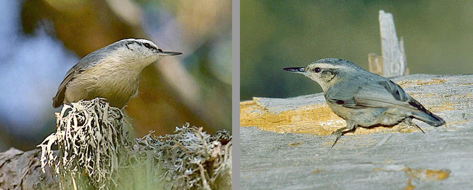 Sitta whiteheadi, Picchio muratore corso Maschio e femmina a confronto. In quest’ultima, a destra, il colore della parte superiore del capo è quasi simile a quello del dorso.