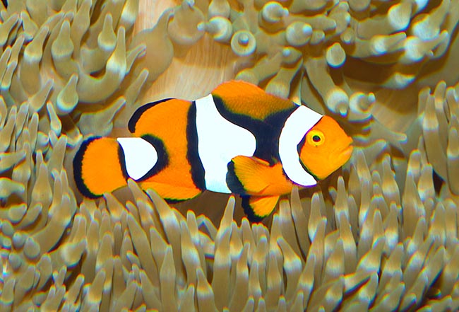 Muy similar al Amphiprion ocellaris, el Amphiprion percula es el más conocido de los peces payaso © G. Mazza