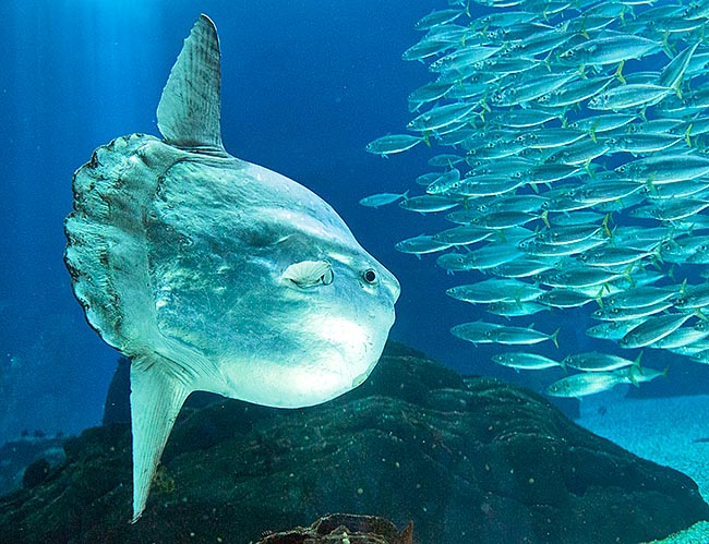 Bien que dépourvu de vessie natatoire Mola mola peut atteindre une profondeur avoisinant les 500 m 