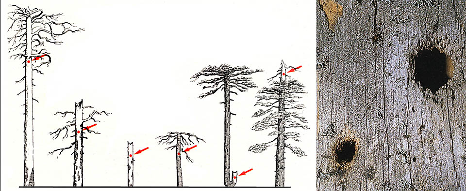 Tipologie di tronchi di Pino laricio, morti o marcescenti, utilizzati per la costruzione del nido (indicato dalla freccia). I tipi maggiormente utilizzati sono i primi tre da sinistra. Nella foto a destra, in alto, si nota il foro d’ingresso di un nido ed il buco praticato dal Picchio rosso maggiore per predare i nidiacei © Pierandrea Brichetti