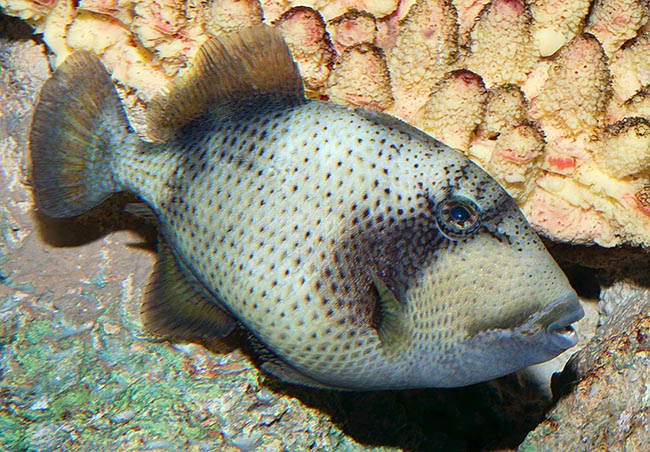 Balistoides viridescens, Balistidae, Titan triggerfish