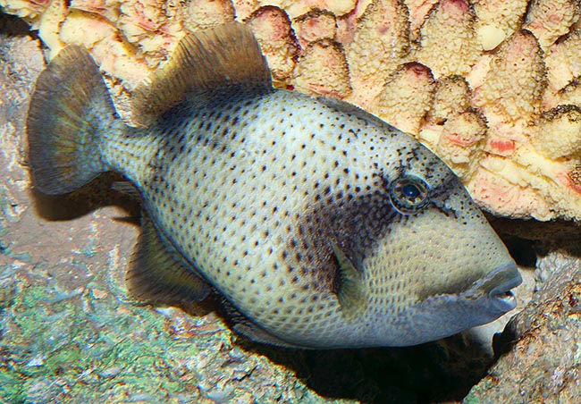 Balistoides viridescens, Balistidae, Pez Ballesta Titán Balistoides viridescens, Balistidae, Pez Ballesta Titán