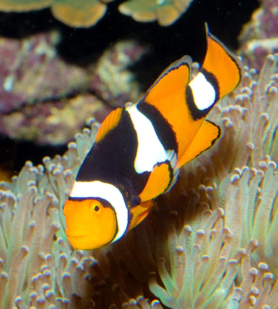 Amphiprion percula, percula clownfish, Pomacentridae