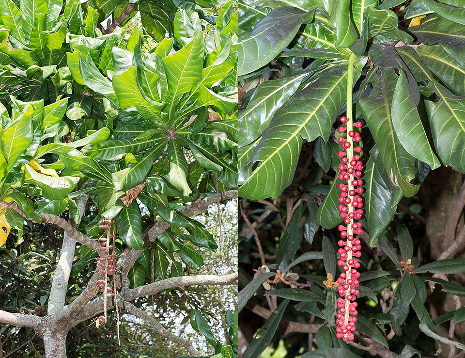 La Barringtonia edulis es una siempreverde de las islas Fiyi y Vanuatu. Poco ramificada, alcanza entre 6 y 18 m de altura. A la derecha una inflorescencia sin abrir © Giuseppe Mazza