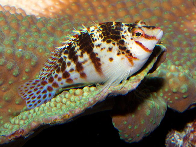Cirrhitichthys falco, Cirrhitidae, Pez halcón enano Cirrhitichthys falco, Cirrhitidae, Pez halcón enano