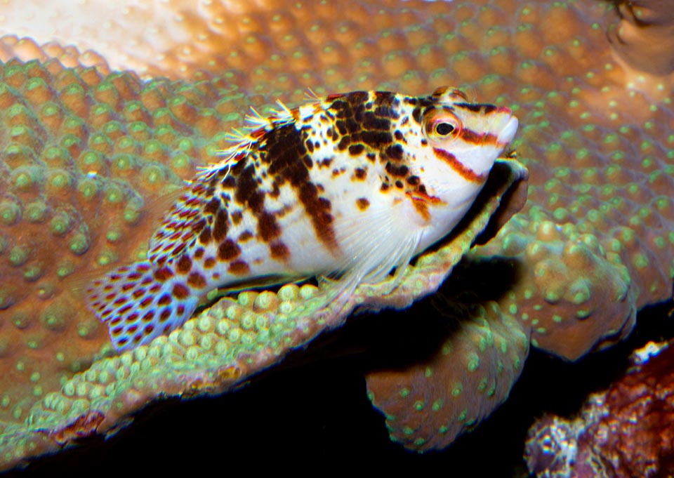 The Dwarf hawkfish (Cirrhitichthys falco) is a benthic species present up to 40 m of depth in the madreporic formations of the tropical Indo-Pacific