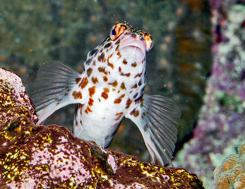 Coral hawkfish (Cirrhitichthys oxycephalus) has a very vast distribution area in the tropical Indo-Pacific