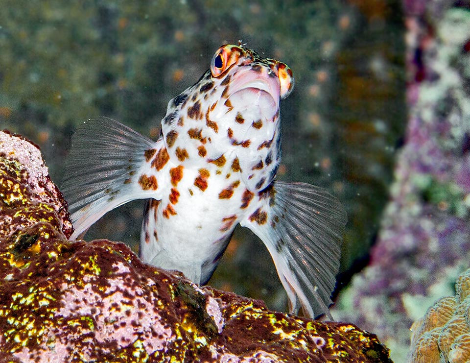 L'Épervier lutin (Cirrhitichthys oxycephalus) a une aire de diffusion très vaste dans l'Indo-Pacifique tropical 