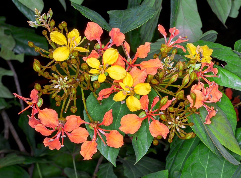 Bauhinia integrifolia is a woody climber of Indonesia, Malaysia and Thailand forests where it mainly climbs with its cirri the plants coasting the rivers. The leaves may be bifid or entire. Terminal and axillar corymbose inflorescences. The initially yellow petals of flowers turn with time, like other Bauhinia, orange or red © Giuseppe Mazza