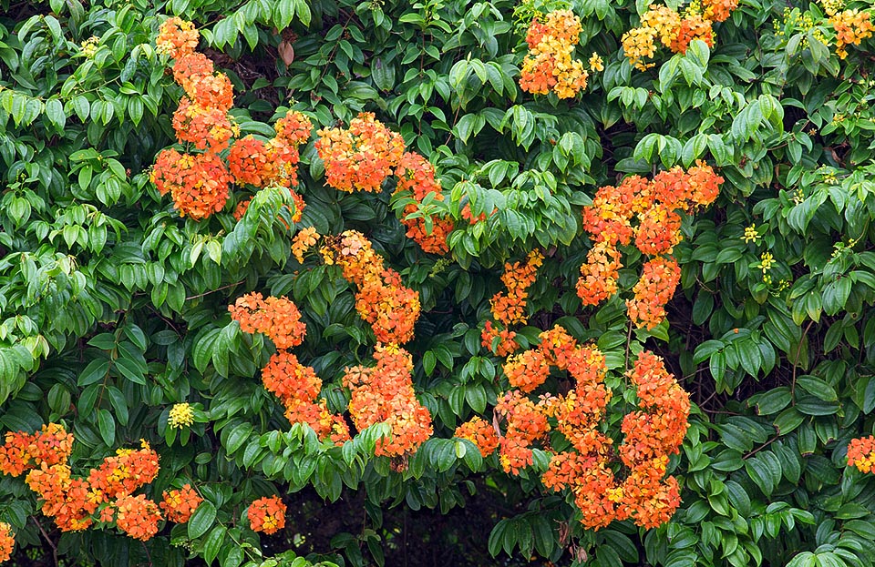 La Bauhinia kockiana es una trepadora leñosa de Indonesia y Malasia, donde crece con vigor en las selvas lluviosas hasta cubrir las copas de los árboles © G. Mazza